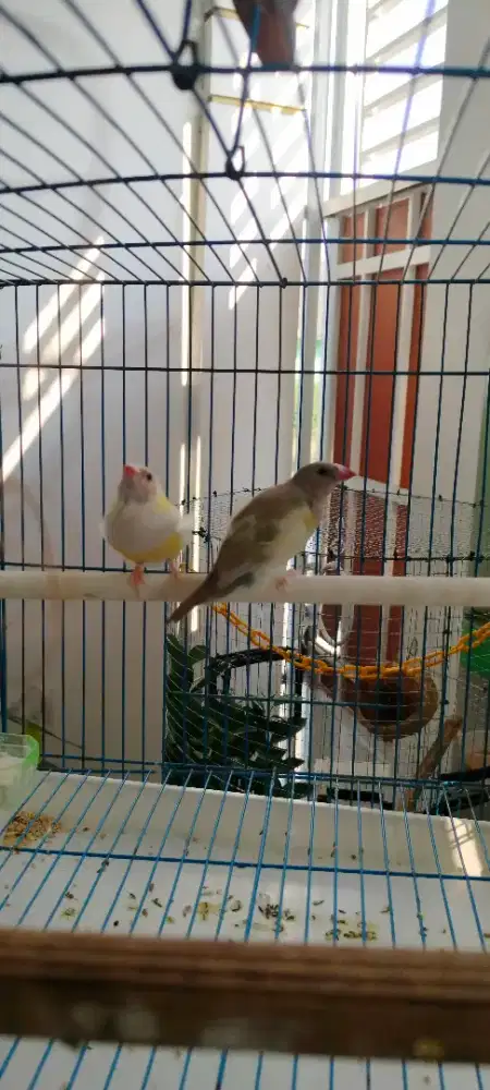 Burung gould amadin remaja sepasang pastel