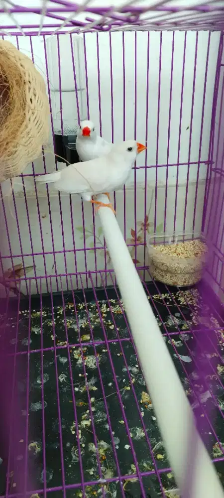 Burung zebra fich dewasa sepasang