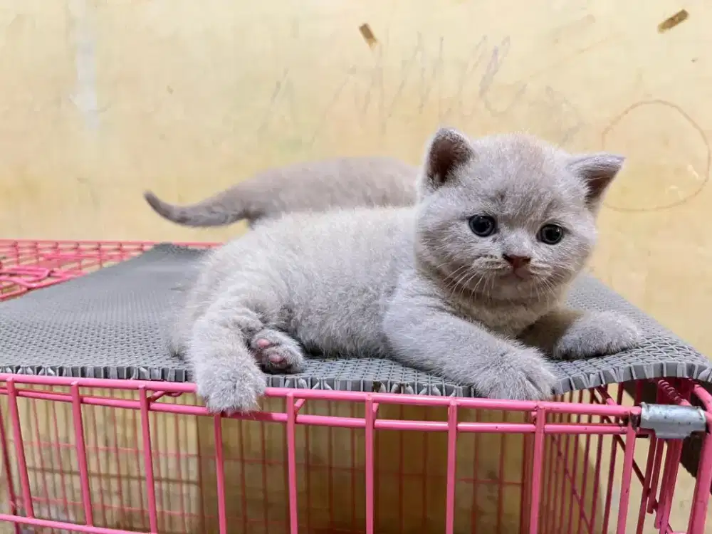 Kucing British Shorthair