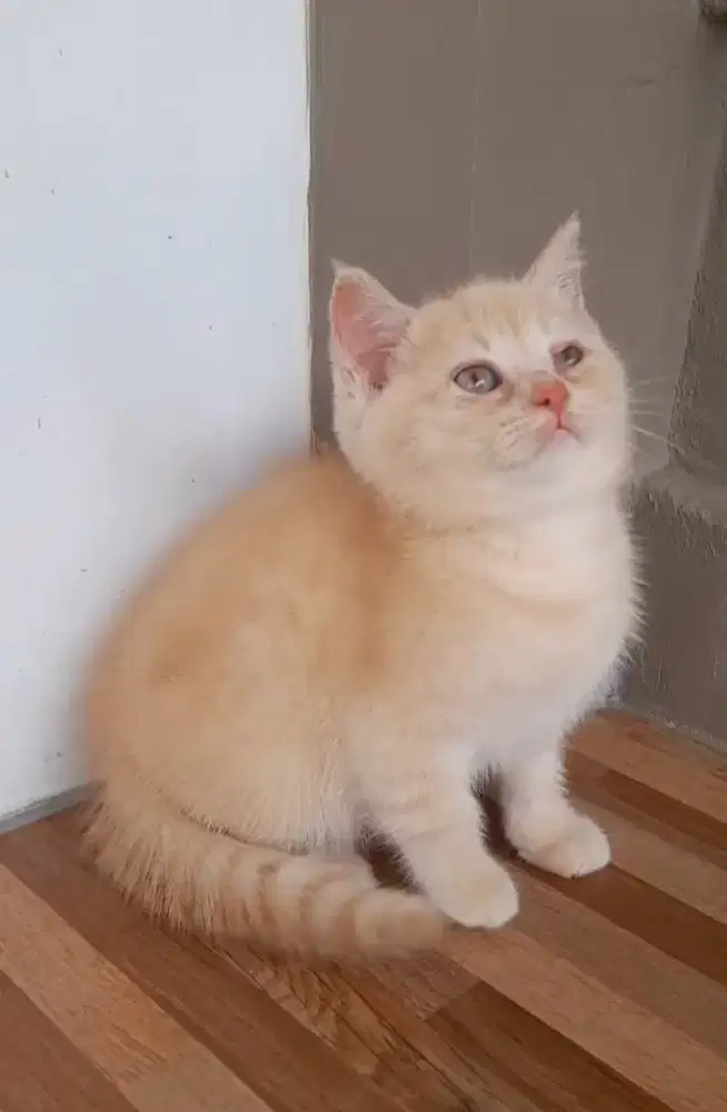 Kucing BSH X SCOTTISH