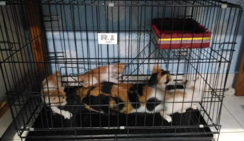 Kandang kucing tingkat 90