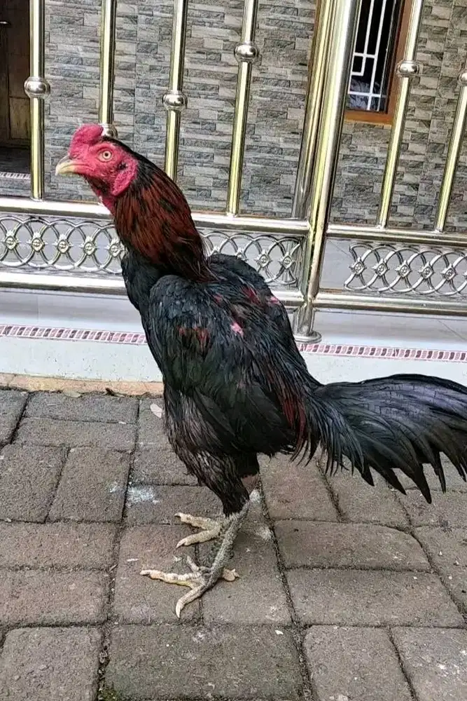 Ayam Bangkok Kualitas