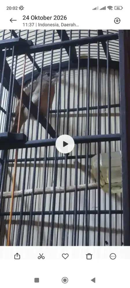 Kapas tembak bunyi msh Semau Nye