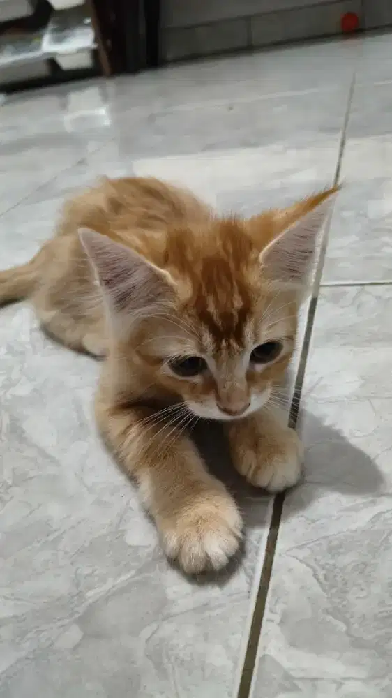 Kitten Oyen lucu