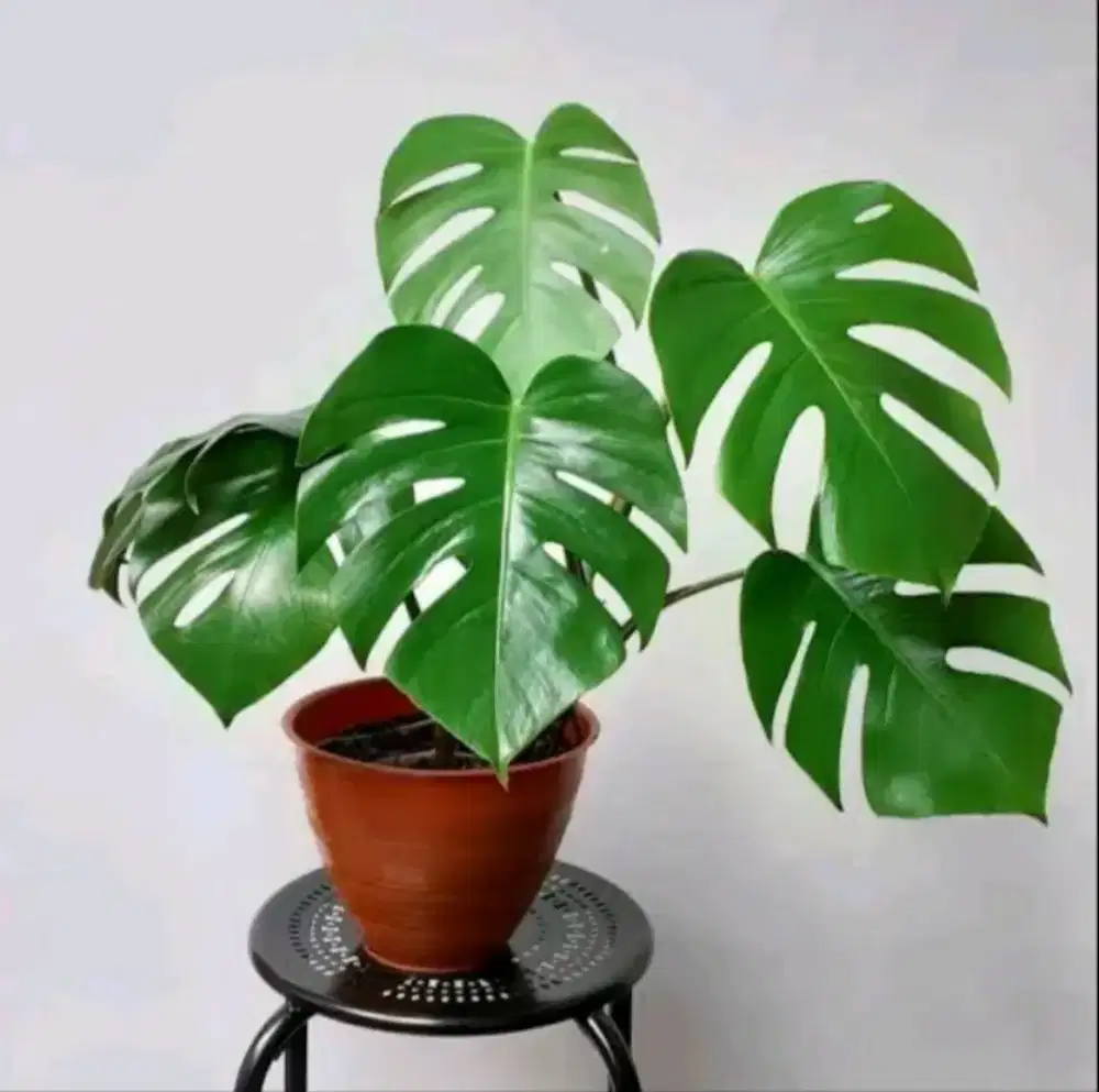 Monstera Deliciosa - Philodendron
Monstera Deliciousa - Default