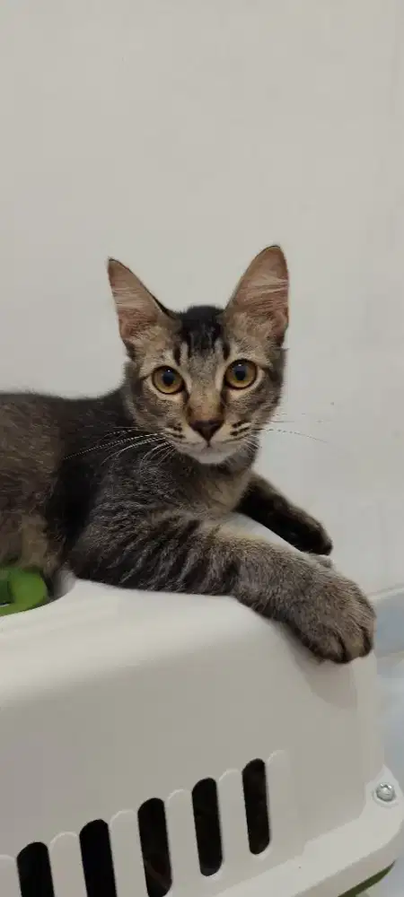 Kucing jantan umur 6 bulan dijual sehat, aktif,