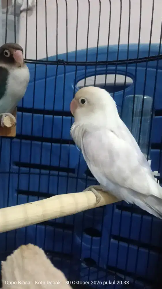 Burung Love Bird Sepasang