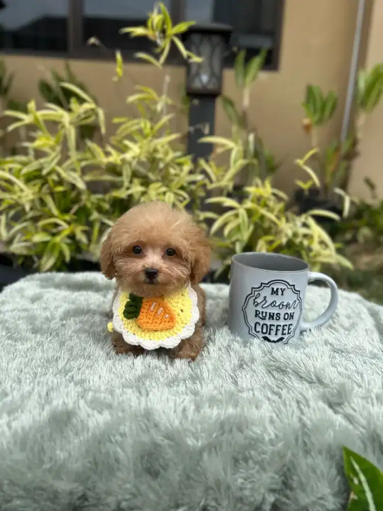 Super Tiny Red Poodle