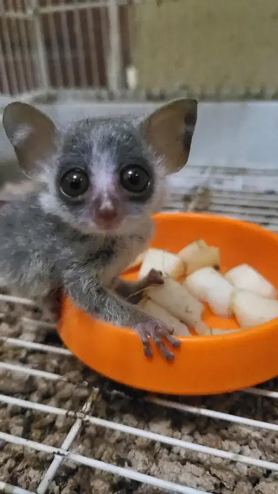 Bushbaby Galago joey Female