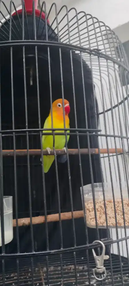 Lovebird Dewasa