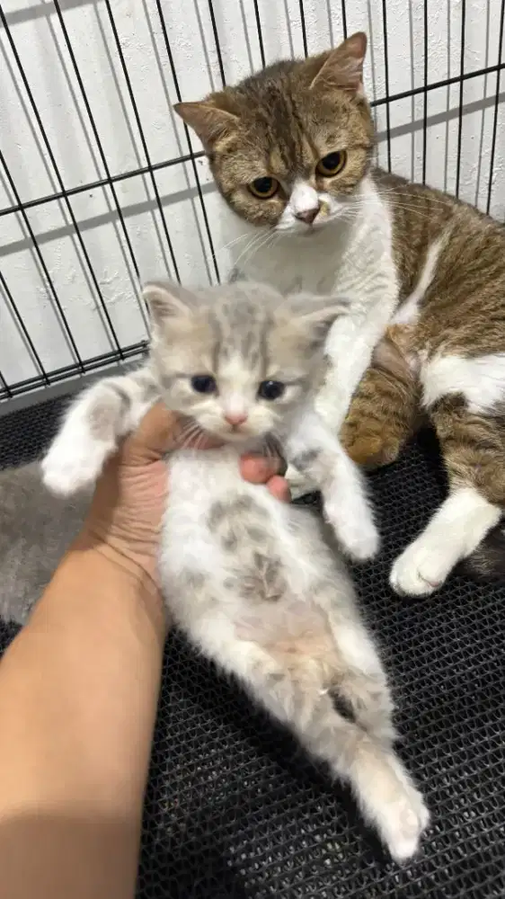 kucing british shorthair bsh