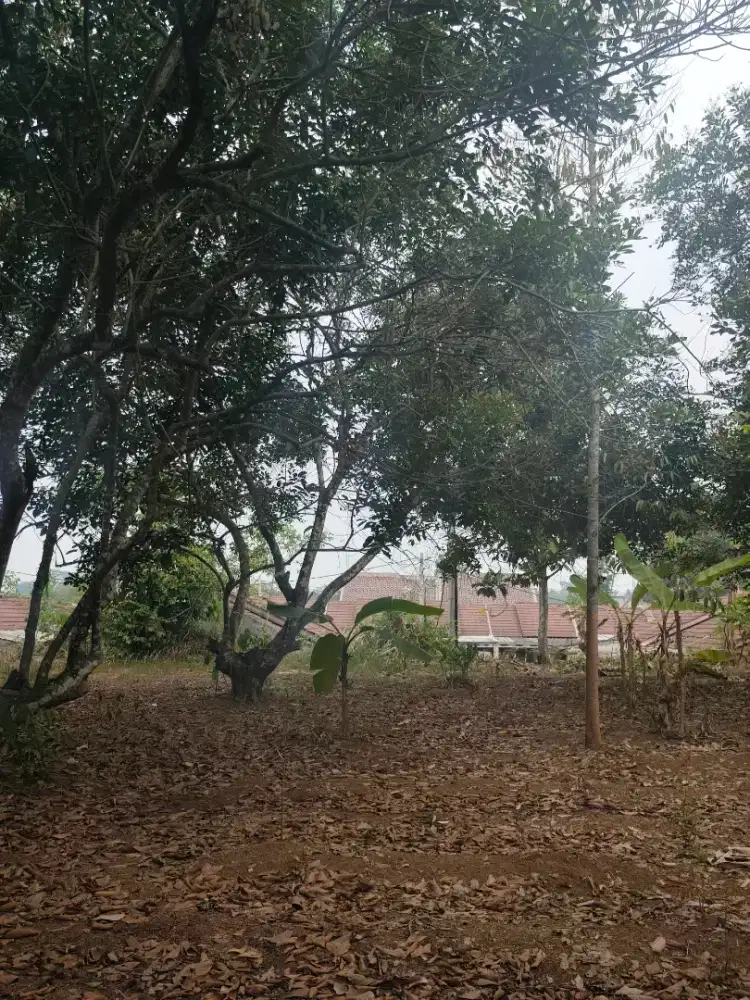 Di jual butuh , tanah kebun luas 2000 M2 , di Gelam kota Serang Banten