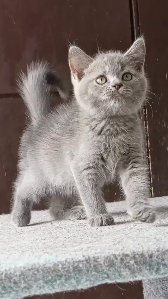 British Shorthair BSH kitten
