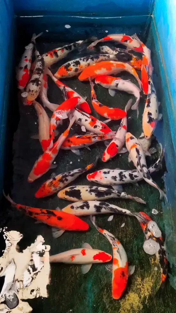 Koi. Ukuran 35cm.( stok banyak ).
