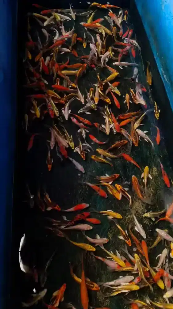 Koi slayer. Ukuran 10-12cm.( stok banyak ).