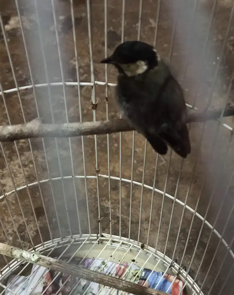 Gelatik wingko jantan muda vor