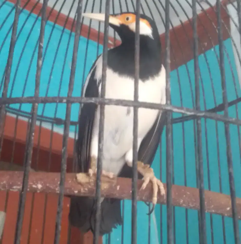 JALAK SUREN GACOR MOMPA SUARA VARIASI 850 HARGA NET AJA