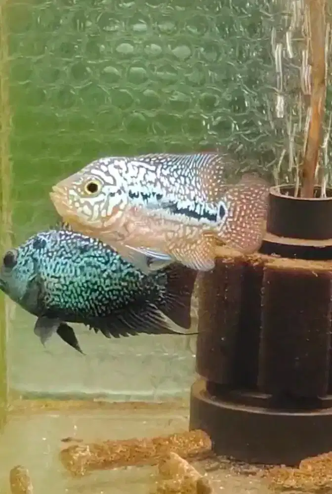 ikan lohan kamfa import vietnam 10cm full marking full mutiara maput