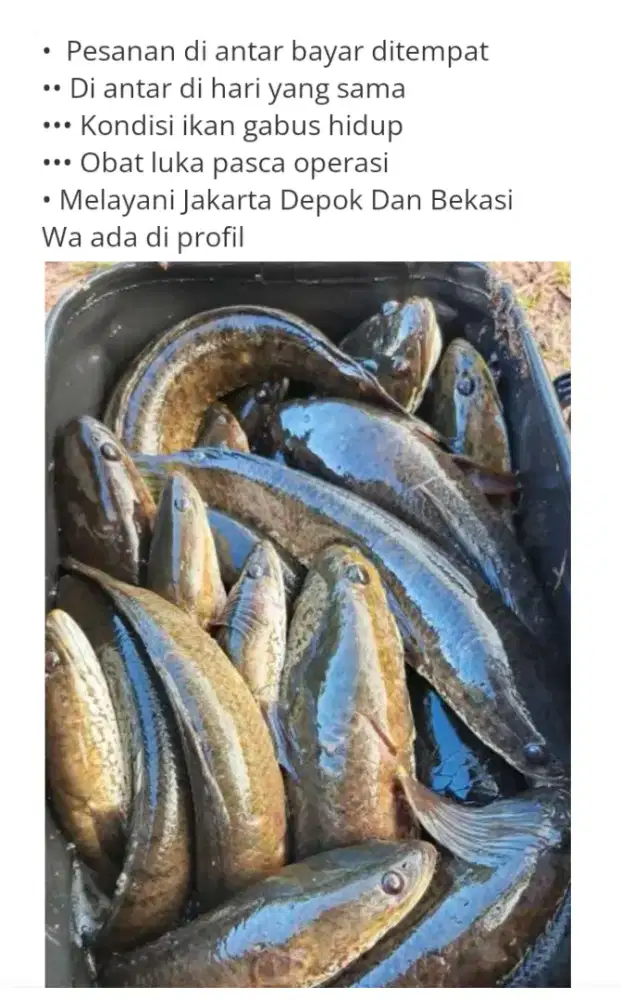 Bahan olahan usai operasi
