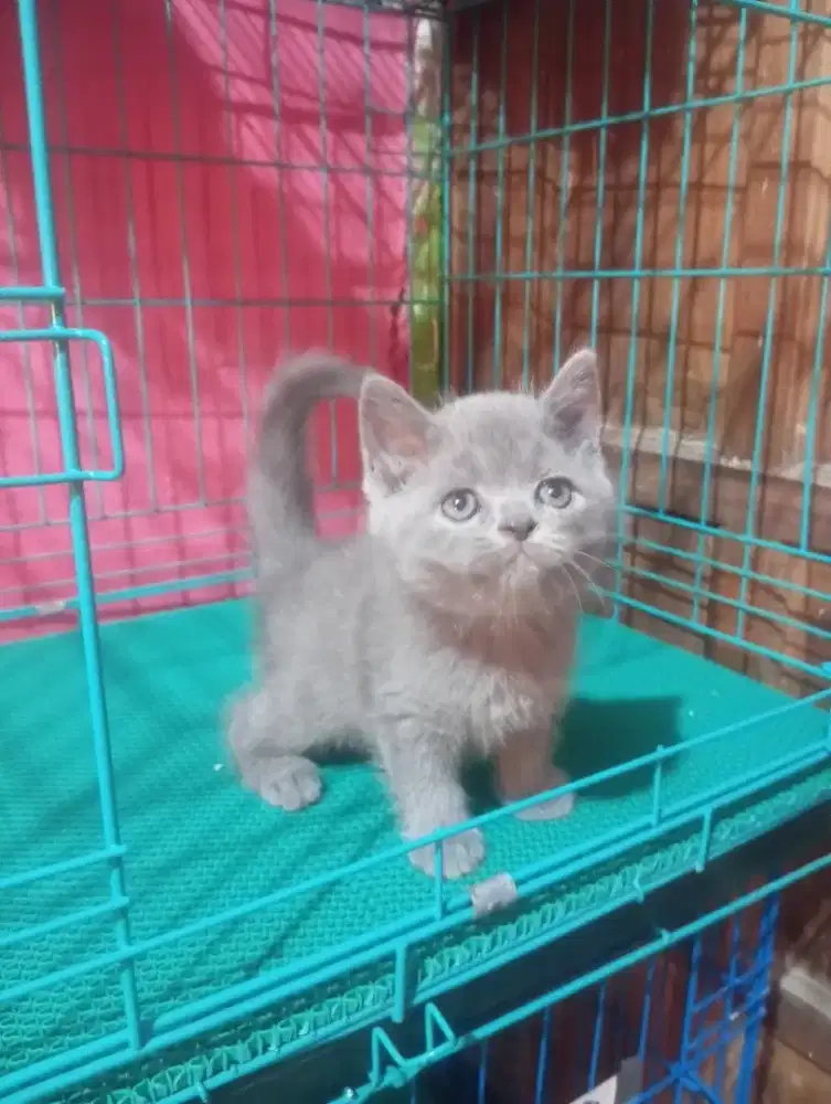 Kucing british shorthair betina