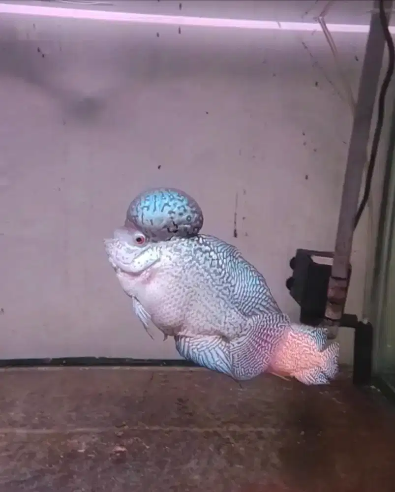 ikan lohan kamfa f2 full mutiara mata putih jenong besar lohan big kok