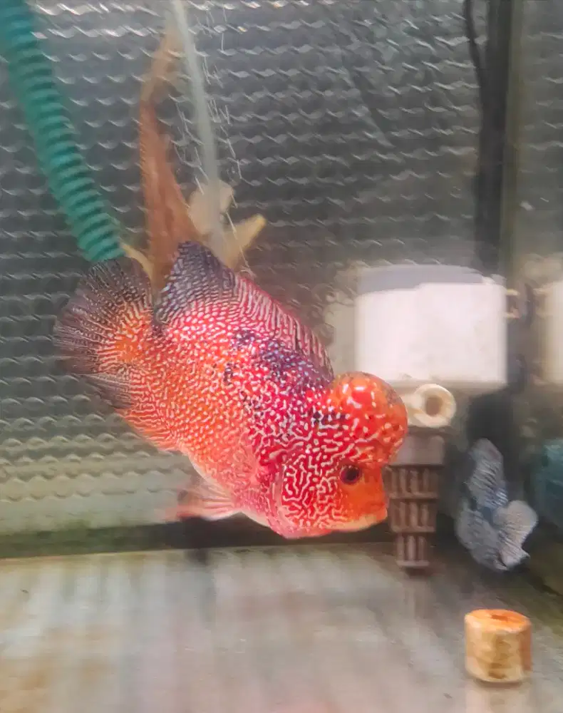 ikan lohan goldenbase cencu 18cm full mutiara merah oren lohan jenong