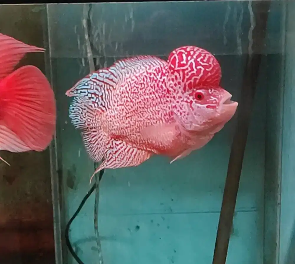 ikan lohan goldenbase cencu 19cm full mutiara full merah oren kuning
