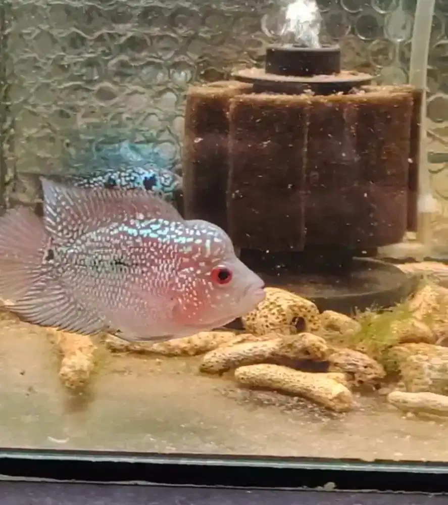 ikan lohan cencu shortbody 6cm full mutiara ekor rapet kipas
