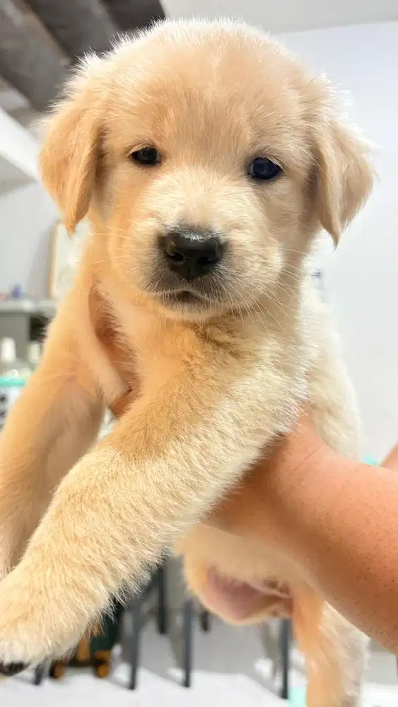 Puppy Golden Betina