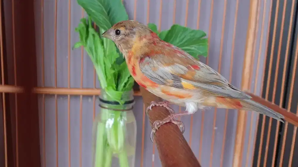 Red siskin dilute jantan