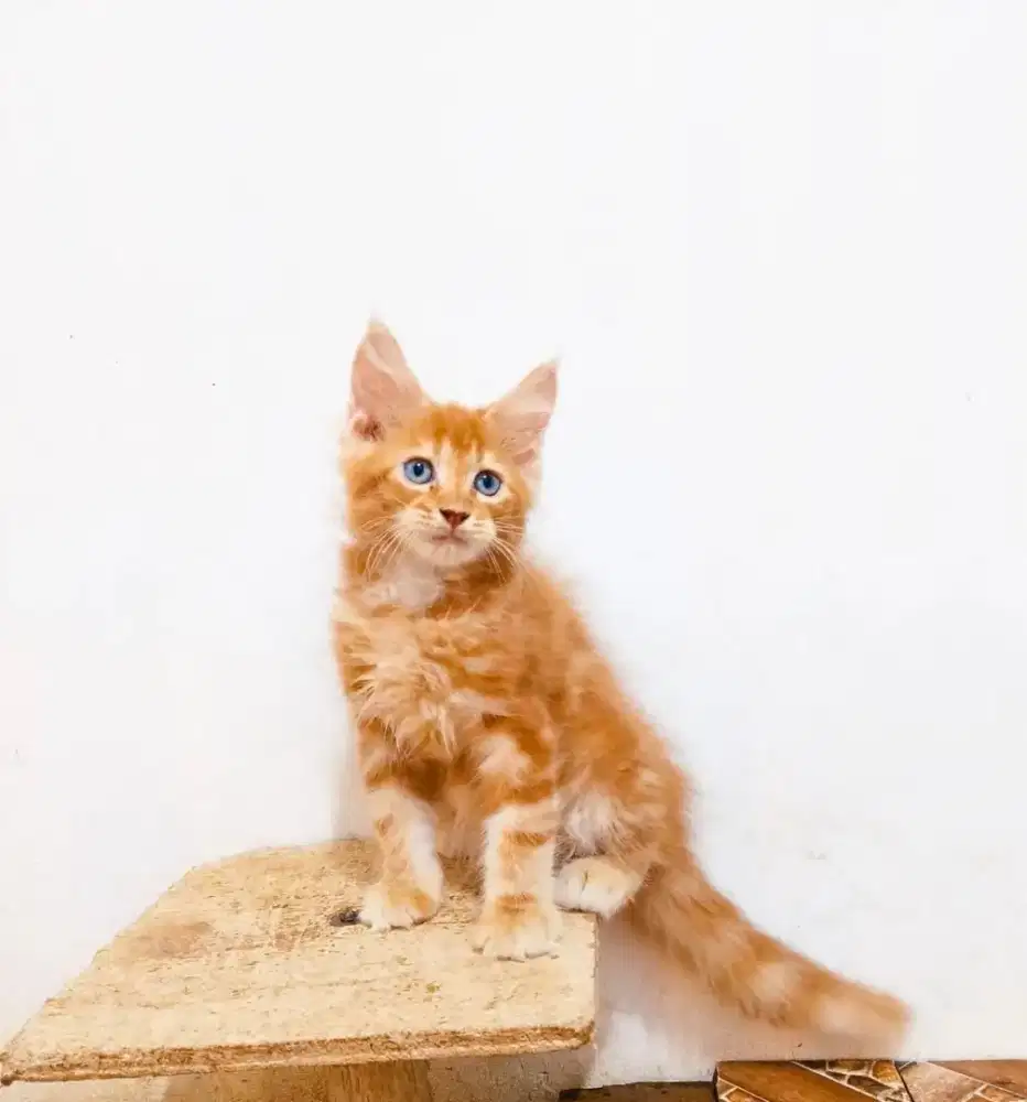 Kitten MaineCoon Jantan Pure No Mix. Induk CFA Show Quality