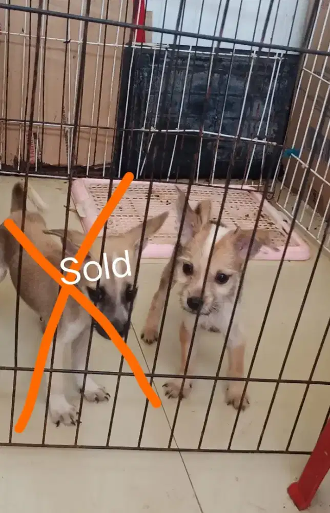 Anak Anjing Penjaga Rumah