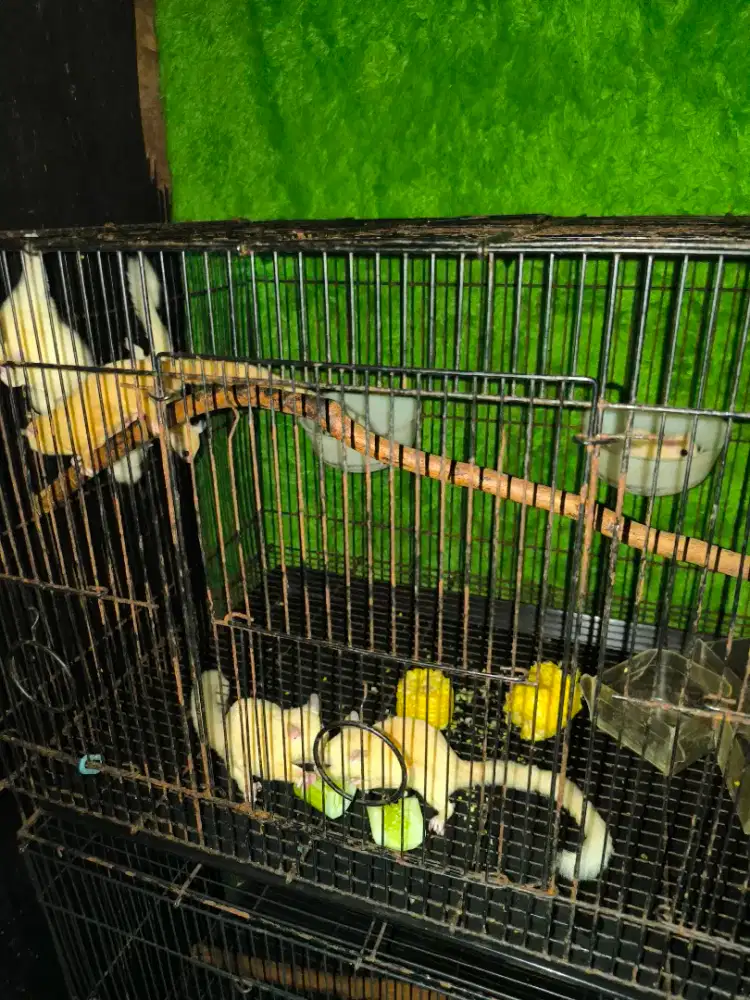 Edisi mau pensiun ternak sg