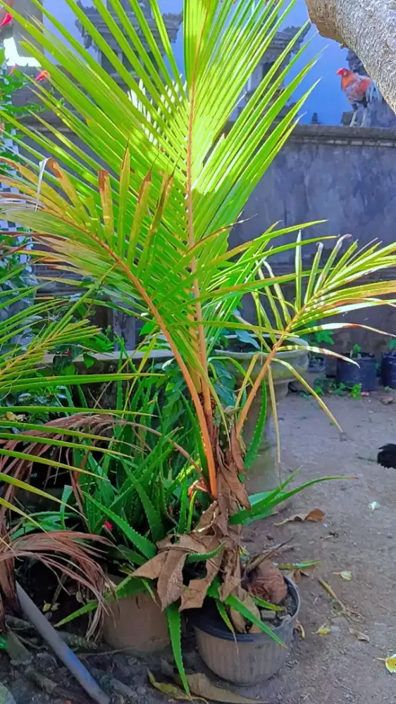 Pohon Kelapa Kualitas Premium