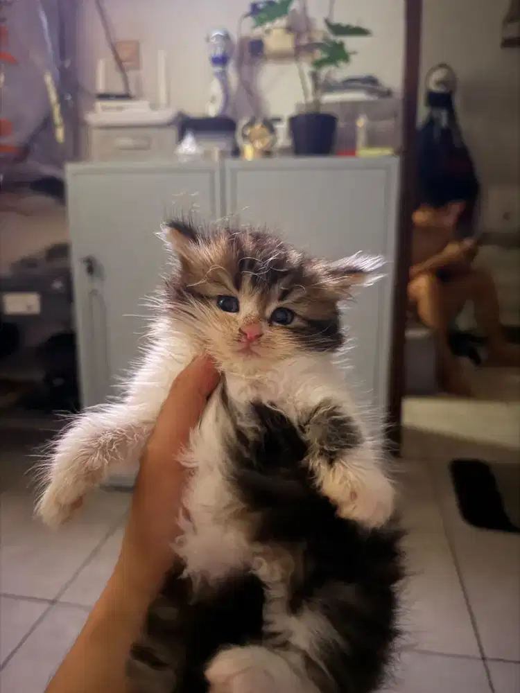 Kucing betina TABBY