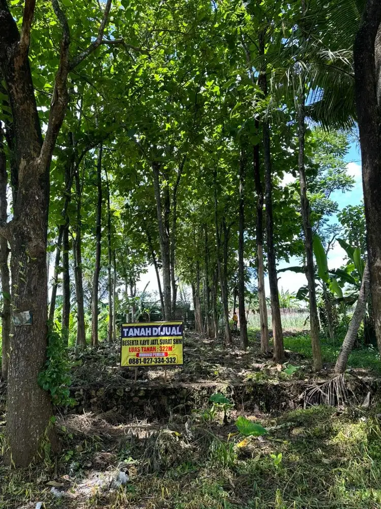Tanah di Jual beserta kayu Jati