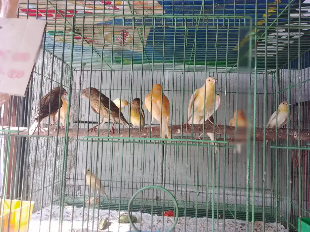 Kenari lokal super F1 dan lainnya