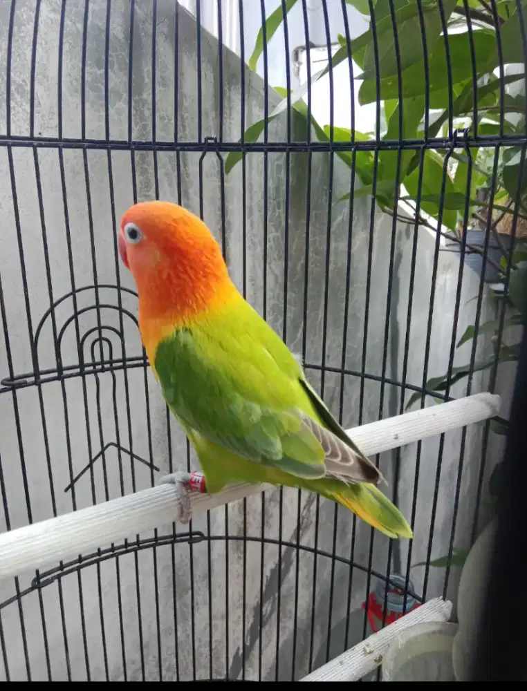 Lovebird love bird Biola