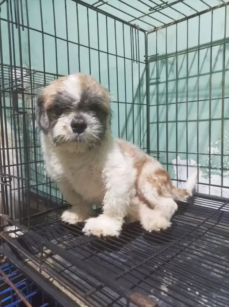 Shih Tzu jantan