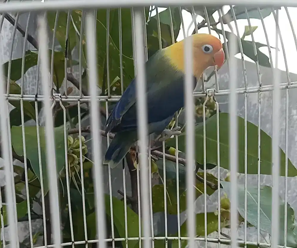 Lovebird love birdl Biola