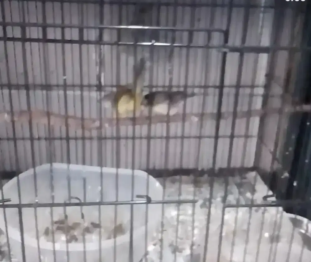 Burung ciblek dan lainnya