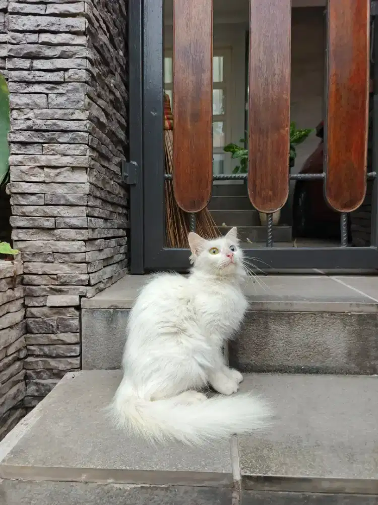 Persia Longhair ODDE EYES white solid