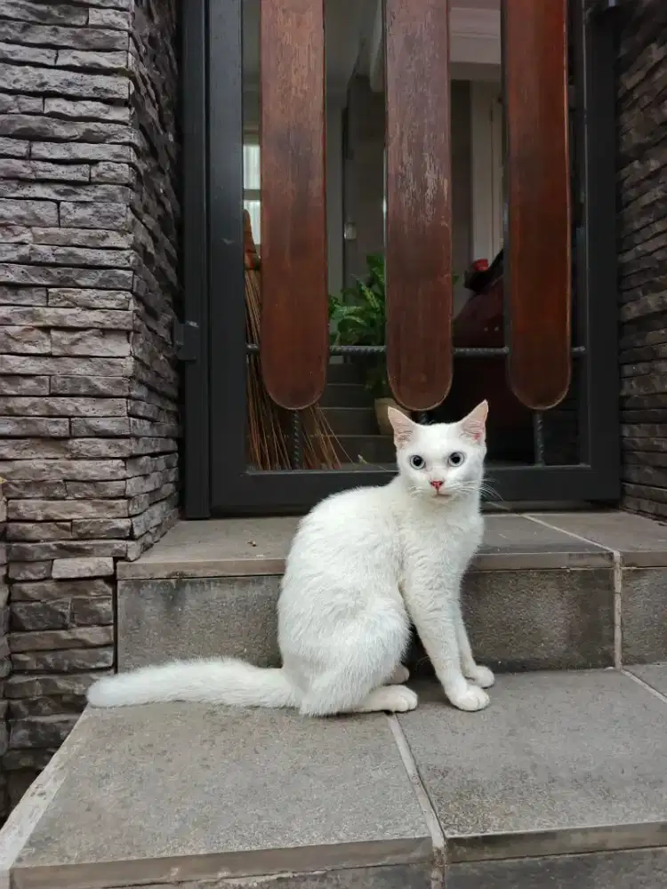 Persia Shorthair white solid