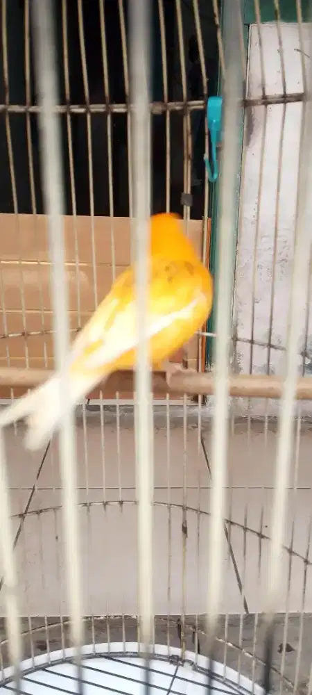Di jual burung kenari loper.