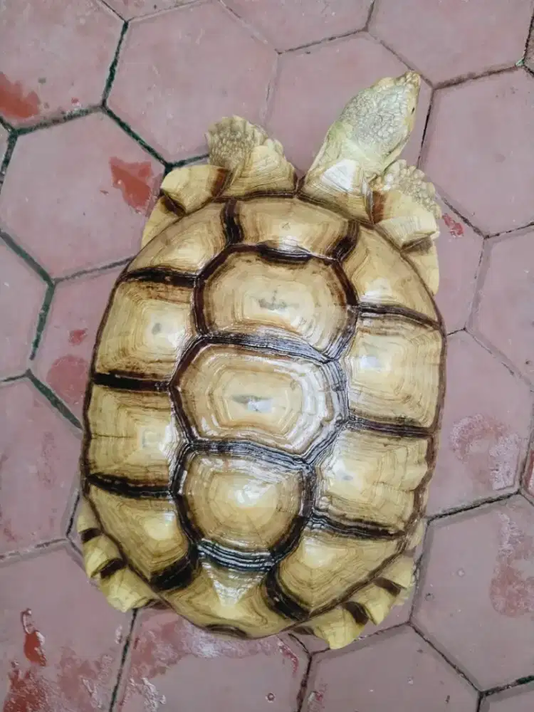 Sulcata Tortoise Jumbo 50cm Jantan - Mulus, Sehat, Rawatan Pribadi