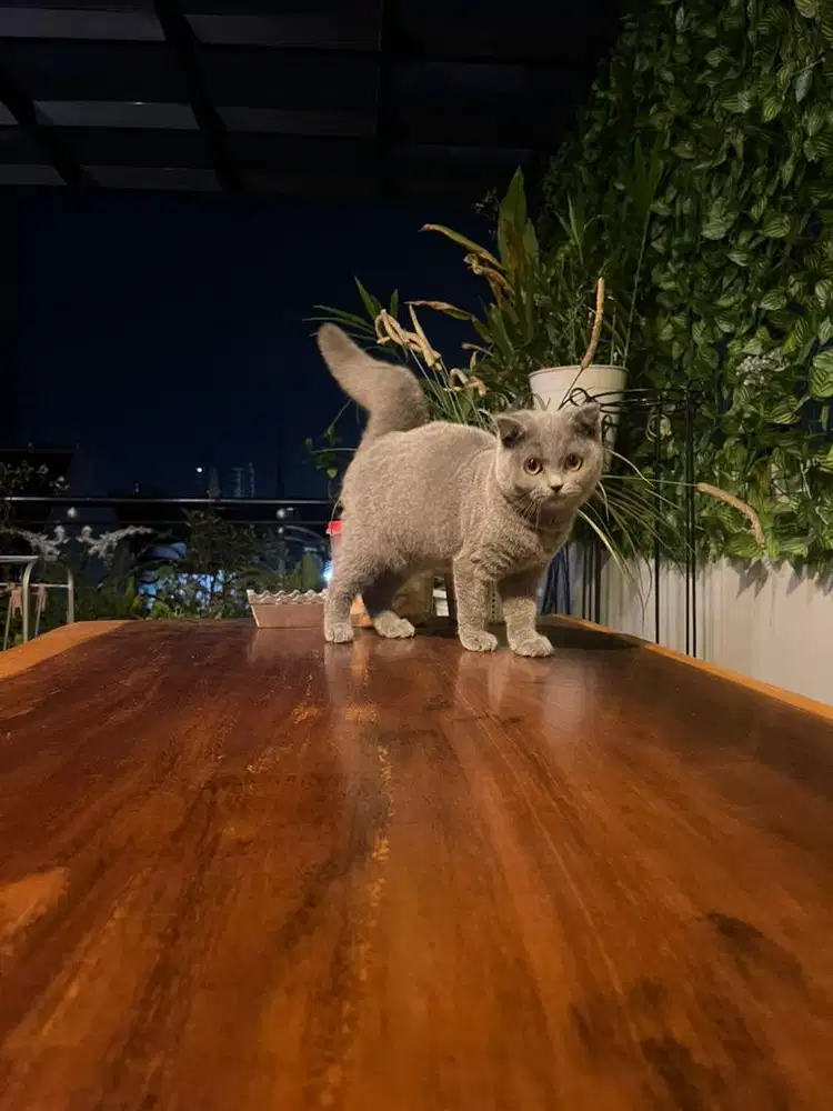 Kucing Kitten British Shorthair Blue