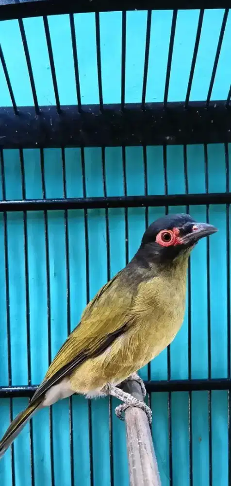 ara mata merah bahan rawatan