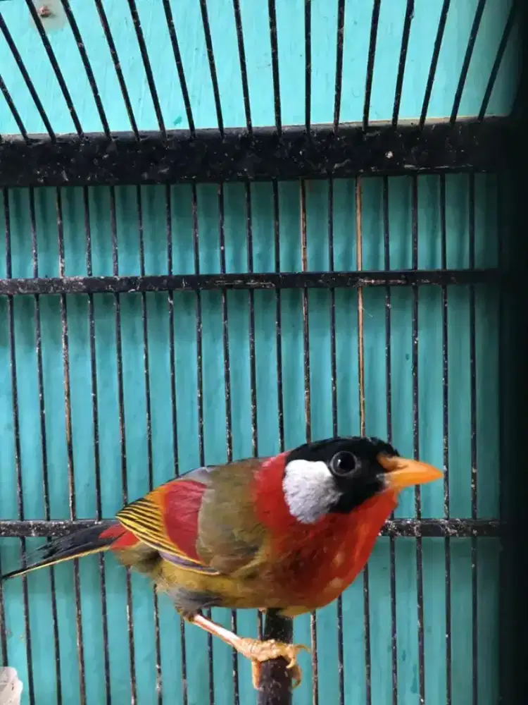 pancawarrna jantan import