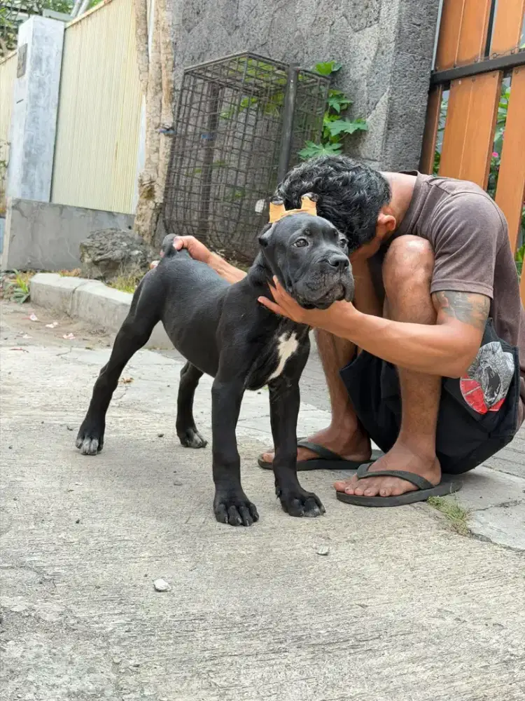 CANE CORSO puppies