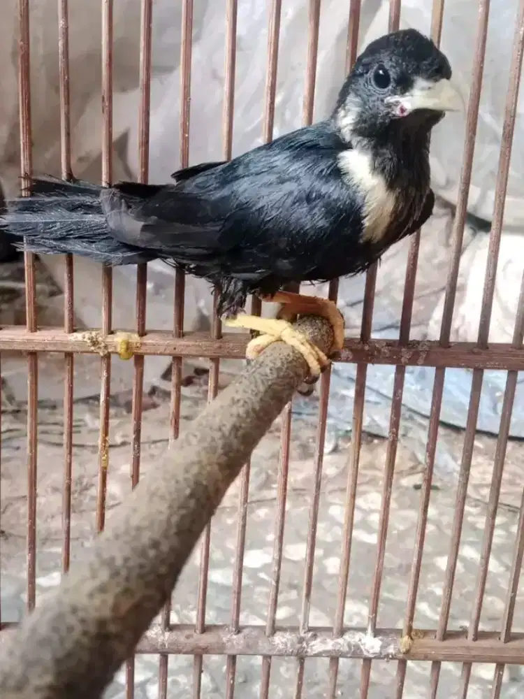 rajaperling sulawesi bahan rawatan